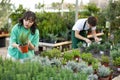 Focused young Asian woman choosing potted Rosmarinus Oficinalis plant while shopping in modern greenhouse