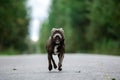 Focused young dog on road in summer