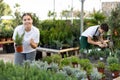 Focused young woman choosing potted Rosmarinus Oficinalis plants while shopping in glasshouse