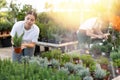 Focused young woman choosing potted Rosmarinus Oficinalis plants while shopping in glasshouse