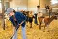 Focused young woman farmer sweeping goat shelter Royalty Free Stock Photo