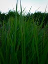 focuses on reed plants that thrive