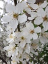 Focusing close on lots of flowers of an apple tree