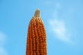 Focusing dried young corn on bright blue sky background.