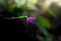 Java Ginseng (Talinum paniculatum) flower blooming in the garden after rain