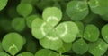 Focusing on a lucky four leaf clover. Shamrock shape for lucky charm or St. Patrick`s Day