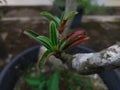 focusing on shoot of Plumeria acuminate plant on the branch Royalty Free Stock Photo