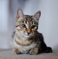Focussed cute kitten Royalty Free Stock Photo