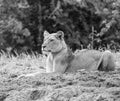 Focussed Lion in black & white Royalty Free Stock Photo