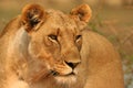 Focussed Lioness Royalty Free Stock Photo