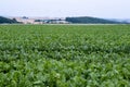 Fodder beet close-up on the field. Royalty Free Stock Photo