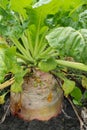 Fodder beet in field Royalty Free Stock Photo