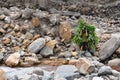 Fodder carrying boy crossing the crossing the wild himalayan rivulet Royalty Free Stock Photo