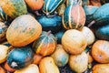 Fodder pumpkin, autumn harvest. Multicolored and striped pumpkins. Royalty Free Stock Photo