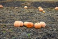 Fodder pumpkin on the field Royalty Free Stock Photo