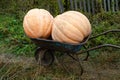 Fodder pumpkin on the field Royalty Free Stock Photo