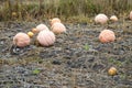 Fodder pumpkin on the field Royalty Free Stock Photo