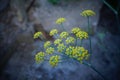 Foeniculum vulgare Apiaceae commonly known as fennel