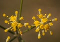 Foeniculum vulgare fennel aromatic flower of pretty yellow flowers in small umbels Royalty Free Stock Photo