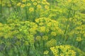 Foeniculum vulgare Royalty Free Stock Photo