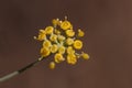 Foeniculum vulgare fennel yellow flowers of this aromatic plant with an umbrella full of fragrant flower Royalty Free Stock Photo