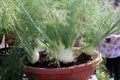 Foeniculum vulgare var azoricum, florence fennel