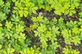 Foetid cassia, Sickle senna or Senna tora