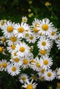 Foetid chamomile flower blossoms in summer Royalty Free Stock Photo