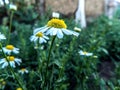 Foetid chamomile flowers in the grass Royalty Free Stock Photo