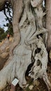 The Foetid juniper tree from which the alcoholic beverage gin is made on Olymbos mountain of Troodos Mountain range in Cyprus