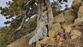 The Foetid juniper tree from which the alcoholic beverage gin is made on Olymbos mountain of Troodos Mountain range in Cyprus Royalty Free Stock Photo