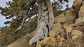 The Foetid juniper tree from which the alcoholic beverage gin is made on Olymbos mountain of Troodos Mountain range in Cyprus