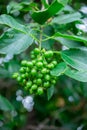 Foetus of Fragrant Manjack tree in Kings Park and Botanical Gardens, Perth Royalty Free Stock Photo