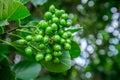 Foetus of Fragrant Manjack tree in Kings Park and Botanical Gardens, Perth Royalty Free Stock Photo