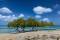 Fofoti tree in Aruba. Sandy beach. Blue green ocean behind. Blue sky and clouds overhead. Royalty Free Stock Photo