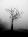 Fog Royalty Free Stock Photo