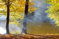 Fog autumn forest Royalty Free Stock Photo