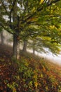 Fog in the autumn forest Royalty Free Stock Photo