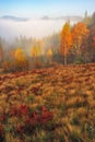 Fog in the autumn forest Royalty Free Stock Photo