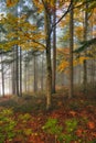 Fog in the autumn forest Royalty Free Stock Photo