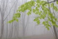 Fog in beech forest, green branch close-up
