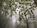 Fog in a beech forest