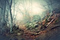 Fog in beech forest in mountains Royalty Free Stock Photo