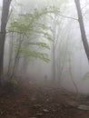 Fog in a beech forest Royalty Free Stock Photo