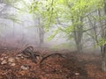 Fog in a beech forest Royalty Free Stock Photo