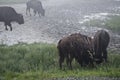 Fog and Bison in Yellowstone