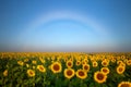 Fog Bow forms over the sunflower fields along the Colorado Front range Royalty Free Stock Photo