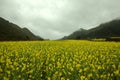 Fog and Canola field landscape Royalty Free Stock Photo