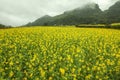 Fog and Canola field landscape Royalty Free Stock Photo
