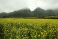 Fog and Canola field landscape Royalty Free Stock Photo